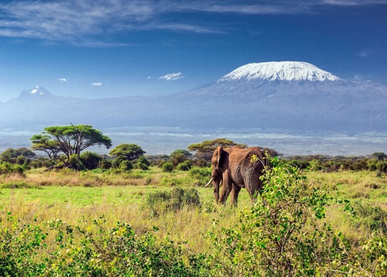 8004364-mount-kilimanjaro-national-park