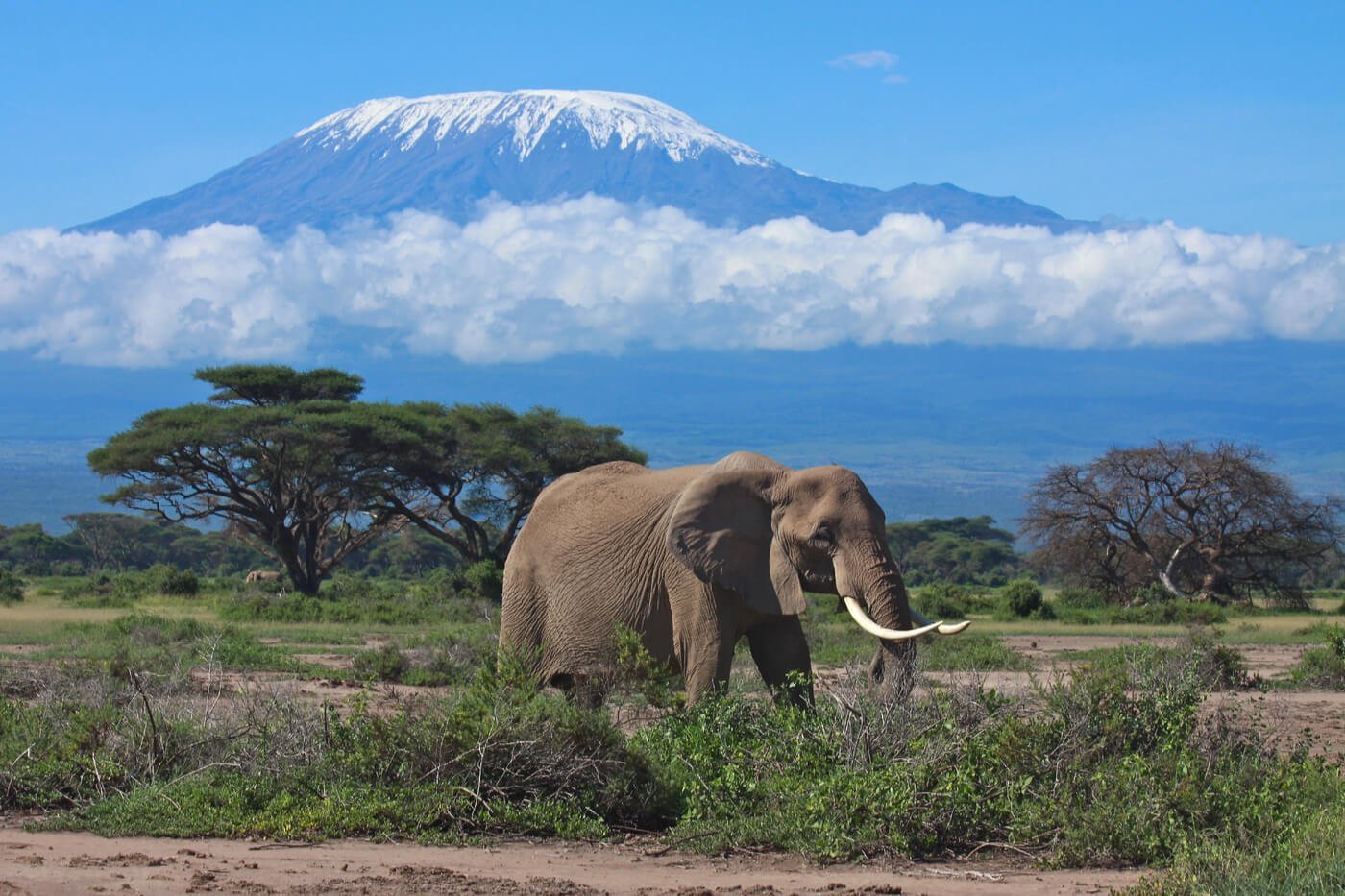 Mount-Kilimanjaro-elephant